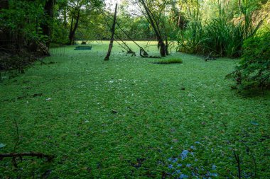 salvinia natans (watermoss, moss, ya da ticari olarak su kelebek kanatlarını yüzer yüzer gibi yüzen fern, bilinen)