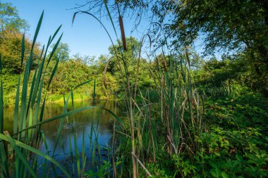 Typha latifolia, Typha familyasından bir bitki türü..