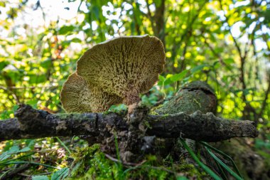 Neofavolus alveolaris, Polyporaceae familyasından bir mantar türüdür. Ölü ağaçların çürümesine neden olur..