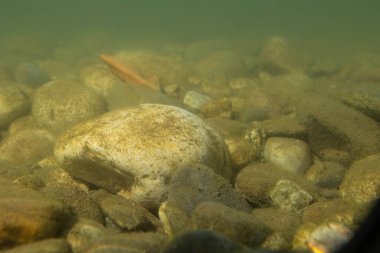 Adda Kuzey İtalya 'da bir nehirdir, Po nehrinin bir koludur..
