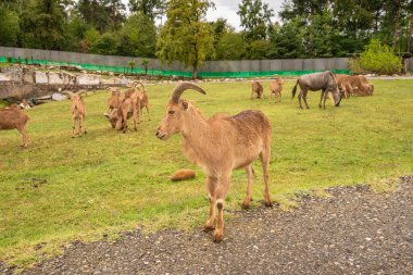 Pombia Safari Parkı, kuzey İtalya 'da, Pombia, Piedmont' ta bir safari parkı, hayvanat bahçesi ve eğlence parkı.