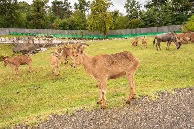 Pombia Safari Parkı, kuzey İtalya 'da, Pombia, Piedmont' ta bir safari parkı, hayvanat bahçesi ve eğlence parkı.