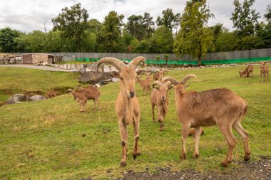 Pombia Safari Parkı, kuzey İtalya 'da, Pombia, Piedmont' ta bir safari parkı, hayvanat bahçesi ve eğlence parkı.