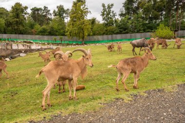 Pombia Safari Parkı, kuzey İtalya 'da, Pombia, Piedmont' ta bir safari parkı, hayvanat bahçesi ve eğlence parkı.