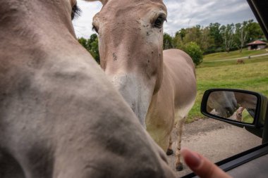 Pombia Safari Parkı, kuzey İtalya 'da, Pombia, Piedmont' ta bir safari parkı, hayvanat bahçesi ve eğlence parkı.