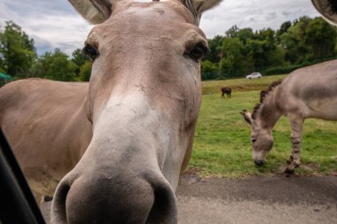 Pombia Safari Parkı, kuzey İtalya 'da, Pombia, Piedmont' ta bir safari parkı, hayvanat bahçesi ve eğlence parkı.