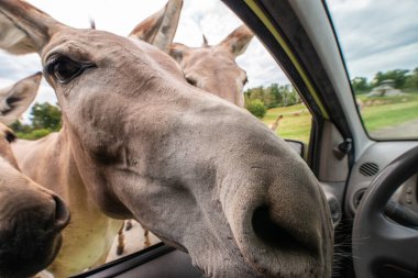 Pombia Safari Parkı, kuzey İtalya 'da, Pombia, Piedmont' ta bir safari parkı, hayvanat bahçesi ve eğlence parkı.
