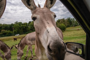 Pombia Safari Parkı, kuzey İtalya 'da, Pombia, Piedmont' ta bir safari parkı, hayvanat bahçesi ve eğlence parkı.
