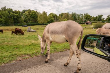 Pombia Safari Parkı, kuzey İtalya 'da, Pombia, Piedmont' ta bir safari parkı, hayvanat bahçesi ve eğlence parkı.
