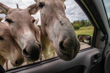 Pombia Safari Parkı, kuzey İtalya 'da, Pombia, Piedmont' ta bir safari parkı, hayvanat bahçesi ve eğlence parkı.