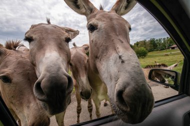 Pombia Safari Parkı, kuzey İtalya 'da, Pombia, Piedmont' ta bir safari parkı, hayvanat bahçesi ve eğlence parkı.