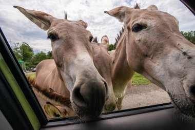 Pombia Safari Parkı, kuzey İtalya 'da, Pombia, Piedmont' ta bir safari parkı, hayvanat bahçesi ve eğlence parkı.