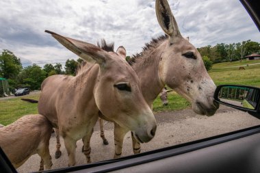 Pombia Safari Parkı, kuzey İtalya 'da, Pombia, Piedmont' ta bir safari parkı, hayvanat bahçesi ve eğlence parkı.