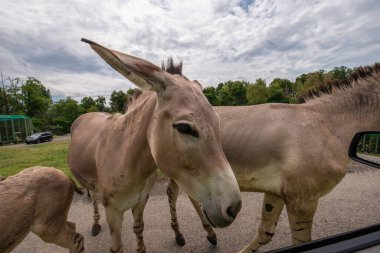 Pombia Safari Parkı, kuzey İtalya 'da, Pombia, Piedmont' ta bir safari parkı, hayvanat bahçesi ve eğlence parkı.