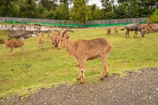 Pombia Safari Parkı, kuzey İtalya 'da, Pombia, Piedmont' ta bir safari parkı, hayvanat bahçesi ve eğlence parkı.
