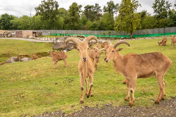 Pombia Safari Parkı, kuzey İtalya 'da, Pombia, Piedmont' ta bir safari parkı, hayvanat bahçesi ve eğlence parkı.