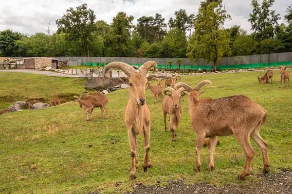 Pombia Safari Parkı, kuzey İtalya 'da, Pombia, Piedmont' ta bir safari parkı, hayvanat bahçesi ve eğlence parkı.