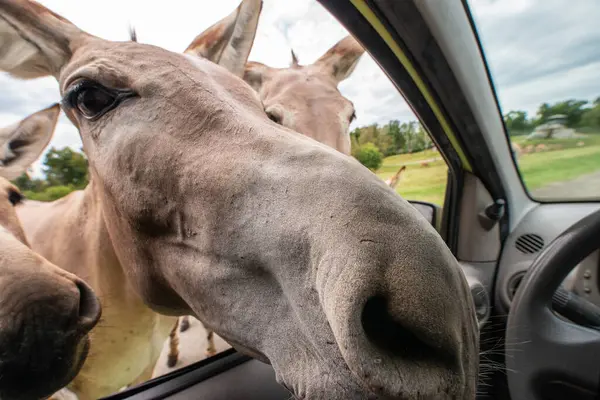 Pombia Safari Parkı, kuzey İtalya 'da, Pombia, Piedmont' ta bir safari parkı, hayvanat bahçesi ve eğlence parkı.