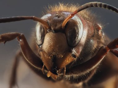 Avrupa eşek arısı (Vespa crabro), Avrupa 'ya özgü en büyük eusosyal eşekarısıdır..