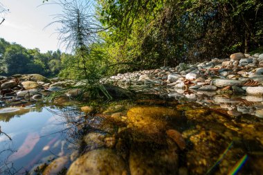 Equisetum arvense, Equisetidae (at kuyruğu) familyasından Kuzey Yarımküre 'nin kuzey yarımküre ve ılıman bölgelerinde yetişen bir bitki türü..