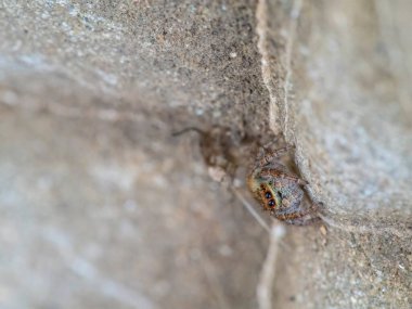 Asianellus Festius, Salticidae familyasından bir örümcek türü..