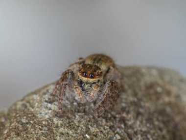 Asianellus Festius, Salticidae familyasından bir örümcek türü..