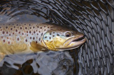 Kuzey Minnesota gölünde kahverengi alabalık.