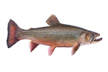 Yumurtlama renkleriyle beyaz arka planda izole edilmiş güzel taze erkek dere alabalığı.