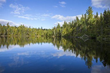 Kuzey Minnesota 'daki mavi göl Sonbahar boyunca güneşli sahil boyunca çam ağaçları