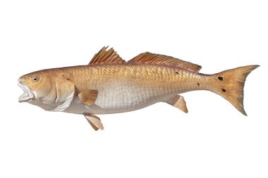 Kırmızı davul tuzlu su balığı beyaz arka planda izole edilmiş.