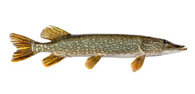 Taze yakalanmış kuzey turna balığı beyaz arka planda izole edilmiş.