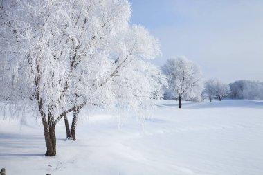 Minnesota 'da parlak bir sabahta kışın ağaçlar kışın donla kaplanır.