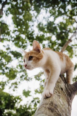 Güzel kedi oyun oynarken güzel bir günün tadını çıkarıyor.