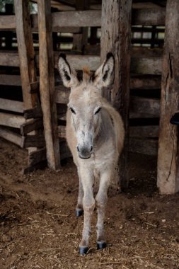 Tarladaki sevimli eşekler güzel bir günün tadını çıkarıyor.