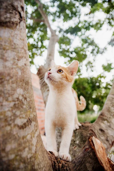 stock image beautiful cat enjoying a nice day while playing