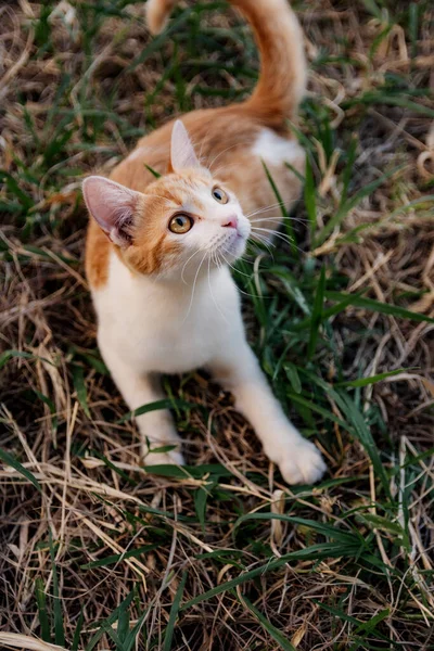 Krásná Kočka Těší Pěkný Den Při Hraní — Stock fotografie