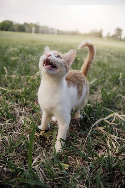 Kucing Cantik Menikmati Hari Yang Indah Saat Bermain — Stok Foto