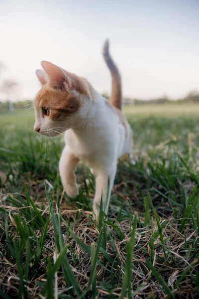 stock image beautiful cat enjoying a nice day while playing