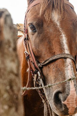 Çevrelerinde hayran olunacak ve fotoğraf çekilecek güzel hayvanlar.