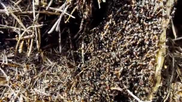 密闭在布满红杉蚂蚁的蚁丘中 高质量的4K镜头 — 图库视频影像