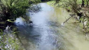Güneşli bahar günlerinde yavaşça akan nehirler. Yüksek kalite 4K görüntü. Ağaçlarda yeni yapraklar. Yüzeyde gün ışığı parlıyor..