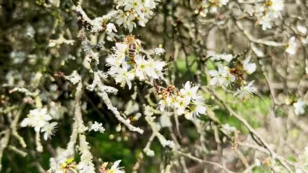 Pollinating Honey Bee Blossom Tree Spring High Quality Footage — Stock Video