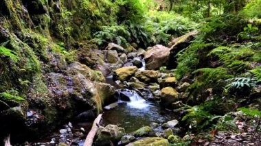 Güzel küçük şelale. Madeira 'da canlı yayın, sakin doğa videosu. - Evet. Yüksek kaliteli FullHD video görüntüleri. Zaman Uygulaması.