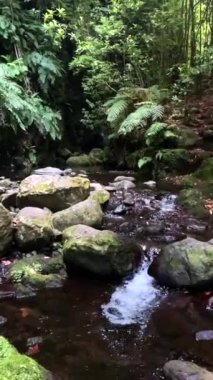 Dikey video. Hikayeler ve Makara Biçimi: küçük güzel bir şelale. Madeira 'da canlı yayın, sakin doğa videosu. - Evet. Yüksek kaliteli FullHD video görüntüleri.