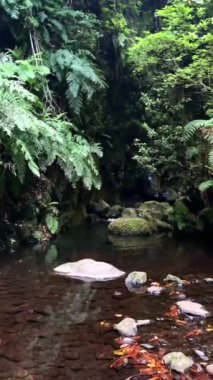 Dikey video. Hikayeler ve Makara Biçimi: küçük güzel bir şelale. Madeira 'da canlı yayın, sakin doğa videosu. - Evet. Yüksek kaliteli FullHD video görüntüleri.