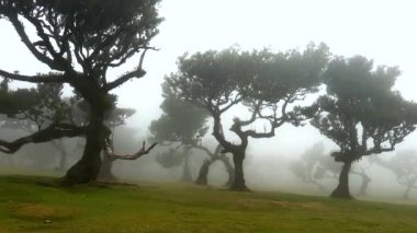 Fanal, Madeira 'da sislerle kaplı bir ormanın gizemli cazibesini yakalıyor. Sisin büyüleyici kucaklamasında doğa sırları açığa çıkıyor. Yüksek kaliteli FullHD görüntüler