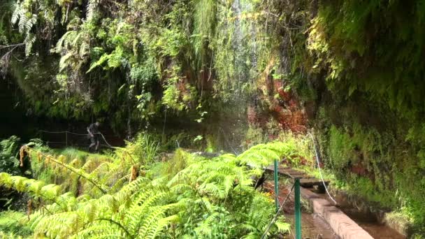 風景に囲まれたマデイラ レバダを散策しながら自然のビデオをお楽しみください 小さな滝の穏やかな村落 高品質のフルHd映像 — ストック動画