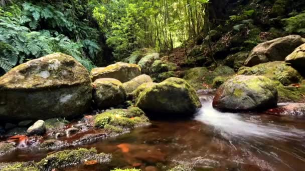 Mooie Kleine Waterval Stroom Madeira Serene Natuurvideo Hoge Kwaliteit Fullhd — Stockvideo