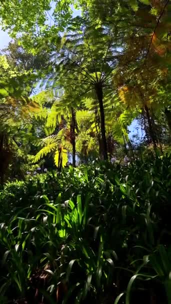 Vídeo Vertical Formato Historias Video Que Captura Belleza Exuberante Bosque — Vídeos de Stock