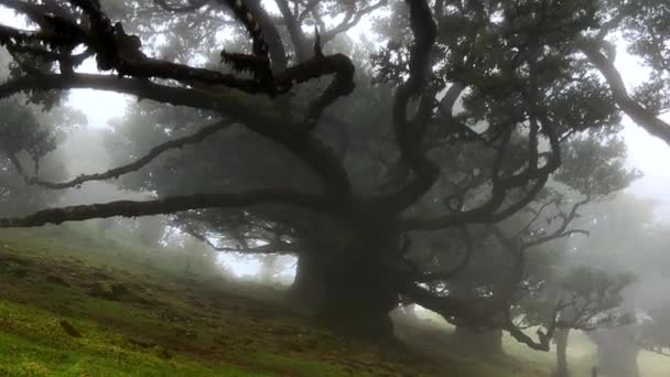 Видео Запечатлевающее Таинственное Очарование Затуманенного Леса Фанале Мадейра Тайны Природы — стоковое видео